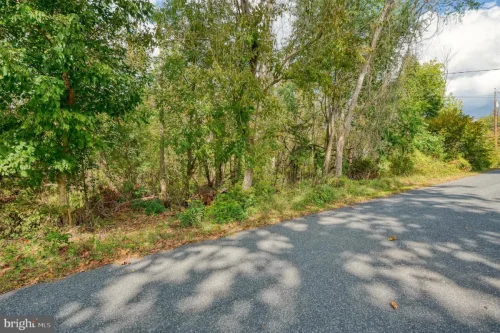 Tree-lined roadside with dense green foliage along a paved street; dappled shadows on the road surface under a sunny sky.